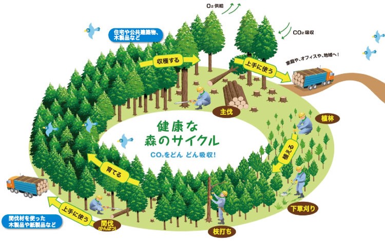 循環型の林業（林業のサイクル）